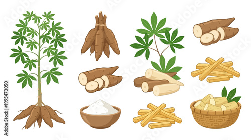 Collection of cassava plant, roots, flour, and cut pieces showcasing tropical root vegetable diversity.
