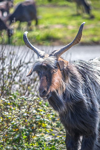 Horned goat. Animal portrait idea concept. Photo of goat in front of blurry background. No people, nobody. Vertical. Nature.
