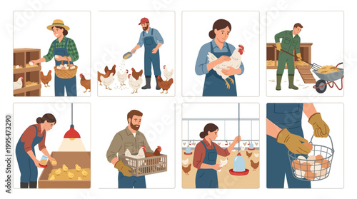 Diligent farmers perform daily poultry chores including collecting fresh organic eggs and feeding healthy chickens on a sustainable family farm