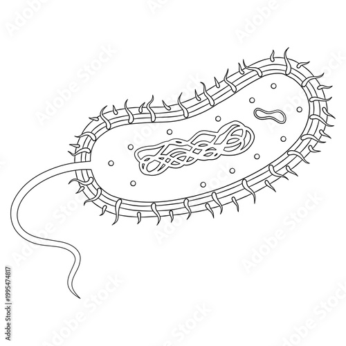 Simple outline bacteria cell structure illustration with flagellum and internal components educational biology line art diagram 