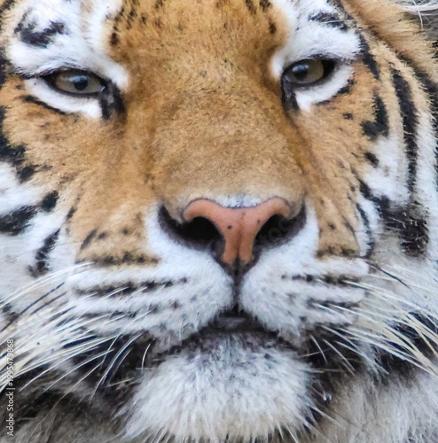 
Close-up of a beautiful tiger's face