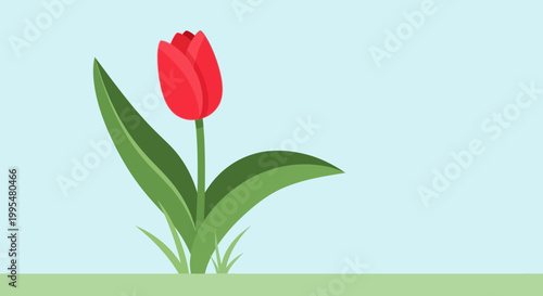 Single Red Tulip Flower Blooming in Green Grass - Spring Blossom