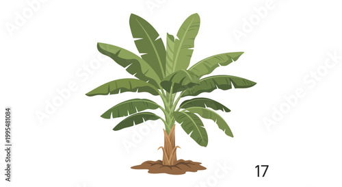 Vibrant Banana Tree Illustration with Large Green Leaves and Soil