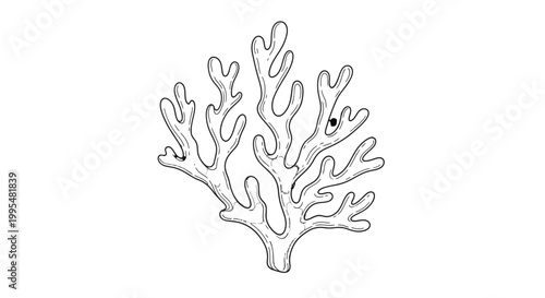 Detailed outline drawing of a coral branch with delicate texture, marine organism illustration, isolated white background.