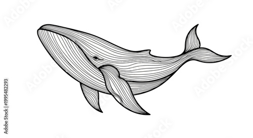 Graceful Humpback Whale Line Art Swimming, Detailed Marine Animal Illustration, isolated white background