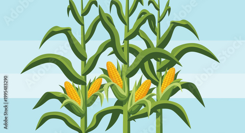 Ripe Cornfield Illustration - Green Stalks and Yellow Ears of Corn