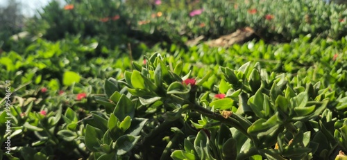 green grass and poppies