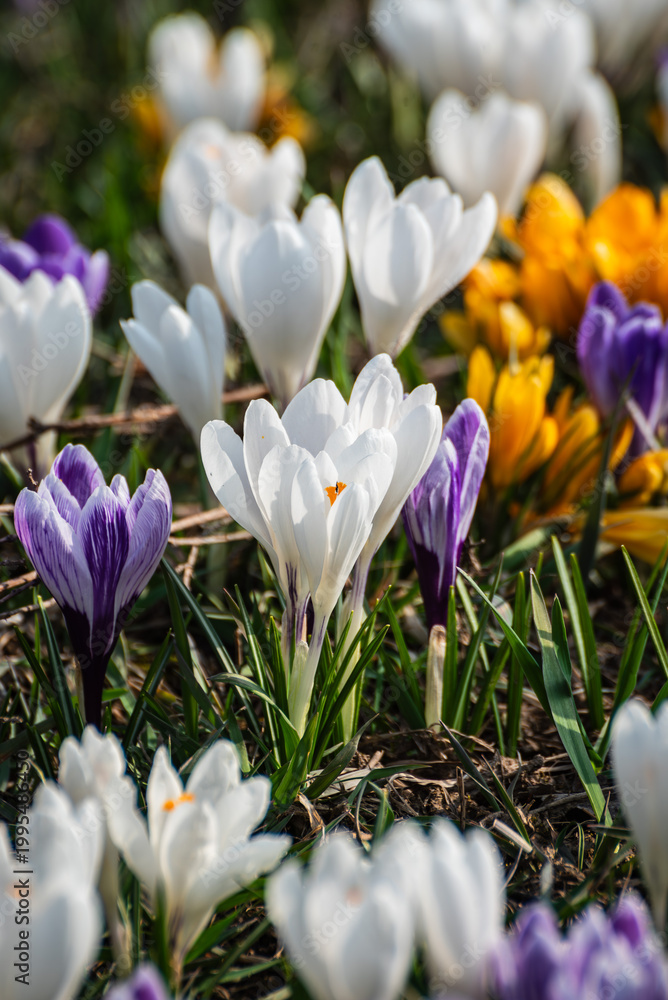 Fototapeta premium Vibrant Spring Crocus Flowers Blooming in a Sunny Meadow, Close-up of Colorful Purple, White, and Yellow Crocuses in Early Spring, Beautiful Springtime Floral Background with Blooming Wildflowers