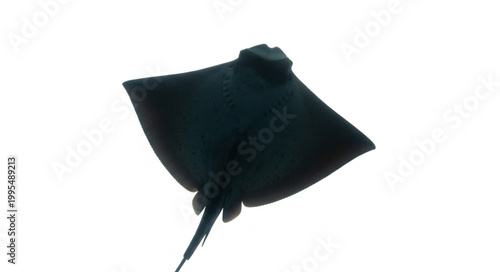 Black stingray swimming in water.