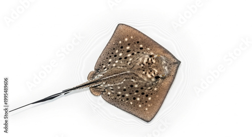 Closeup of a sewing needle.