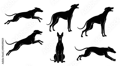 Set of Greyhound Dog Silhouettes in Various Poses