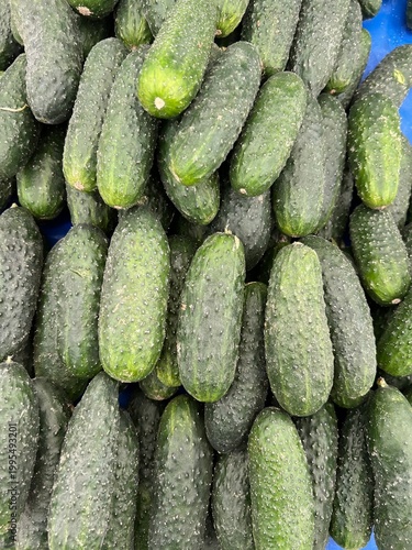 Organic green cucumbers at a farmer's market.

Freshly harvested green cucumbers arranged in a row, showing a crunchy and healthy summer vegetable texture.