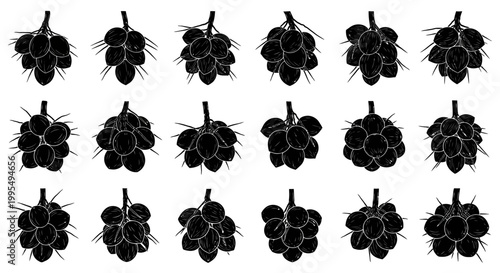 Collection of stylized black silhouette illustrations of ripe coconuts clustered on stems isolated on a clean white background representing tropical fruit and healthy organic food