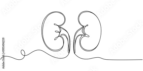 Anatomical Human Kidneys Pair Continuous One Line Art Medical Education, Continuous line drawing of the human organ kidney in one line with,  single line drawing of kidney. editable stroke