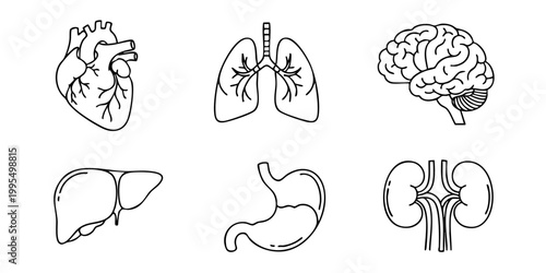 Anatomical illustration of human internal organs including heart, lungs, brain, liver, stomach, and kidneys.
