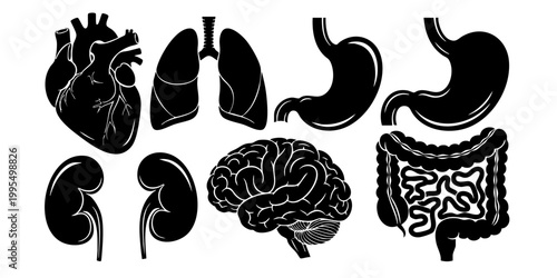 Human body organs illustration including heart, kidneys, lungs, brain, intestines and stomach