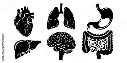 A set of human internal organs including heart, lungs, stomach, intestines, liver and brain on white background