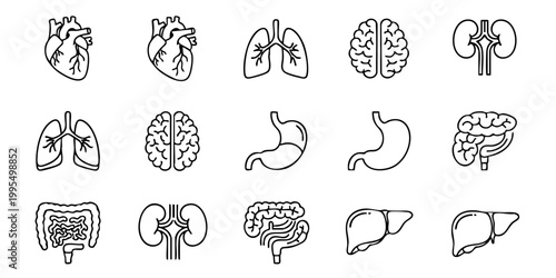 Anatomical illustration of various human organs including heart, lungs, brain and liver in a medical setting from a scientific viewpoint.