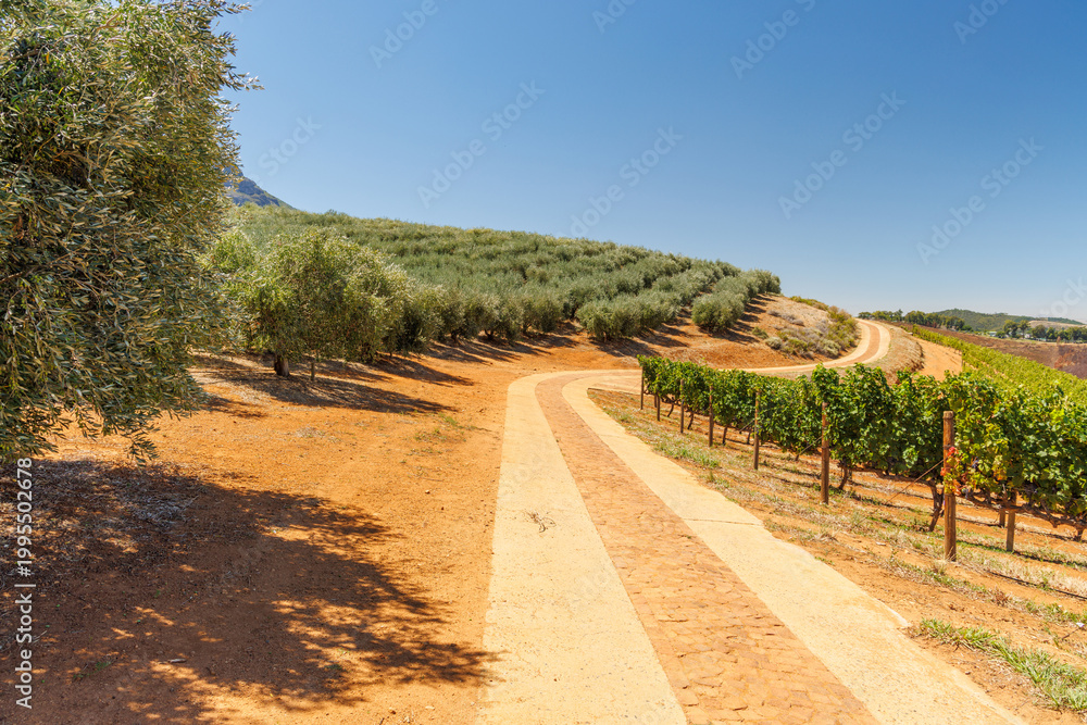 Fototapeta premium Winery road between vineyards and olive grove