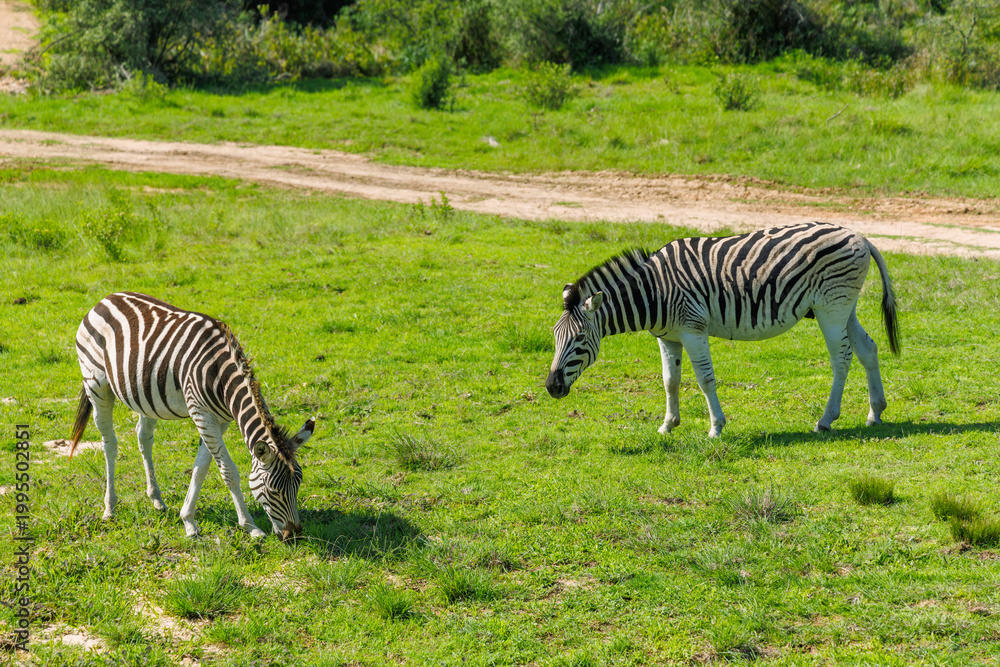 Fototapeta premium Zebra herd on safari in South Africa