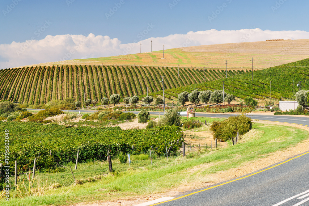 Naklejka premium Sunlit vineyard rows with mountain backdrop