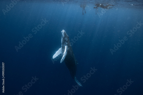 Tableau sur toile Humpback whale swimming vertically toward snorkeler near surface, Japan
