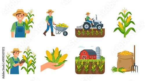 Friendly farmers harvesting ripe golden corn crops while working on the organic family farm using traditional and modern agricultural tools