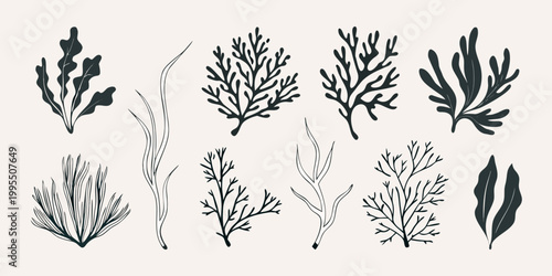 Bild auf Leinwand Collection of delicate black line art depicting various seaweed and coral forms