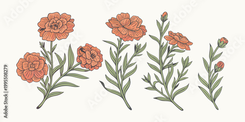 Vintage botanical illustration of vibrant orange and red carnation flowers