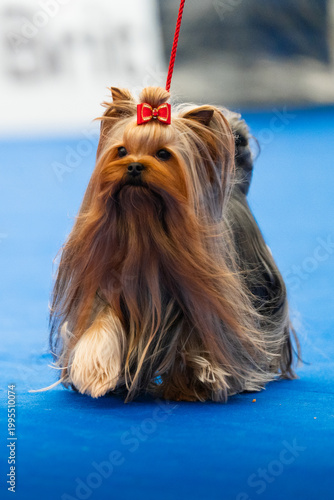 A Yorkshire Terrier running towards the camera at a dog show, front view. The small purebred dog is captured in motion with silky coat flowing, focused expression, and elegant posture. Dynamic action 