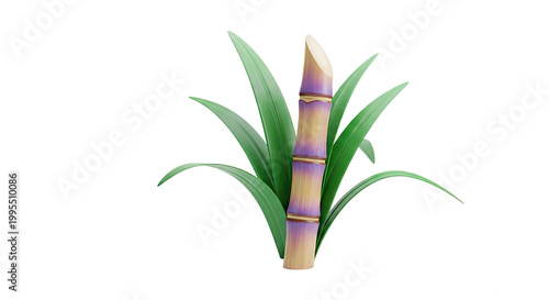 Sugarcane stalk with green leaves