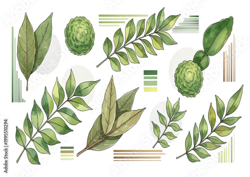 Beautiful watercolor illustrations of lush green leaves and exotic fruit