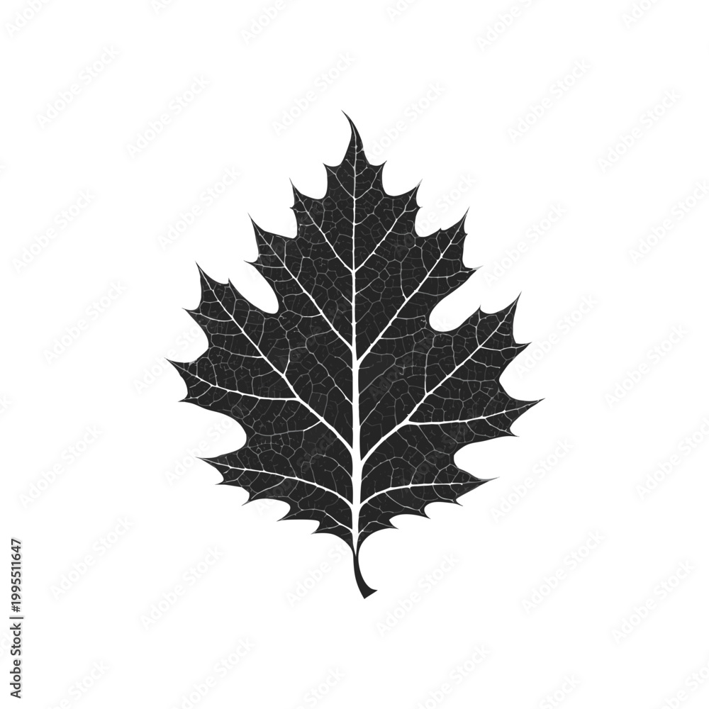 Fototapeta premium Black oak leaf, vector illustration, leafy foliage, botanical design, isolated on white