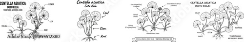 Outline vector drawing centella asiatica, gotu kola plant with text labels. traditional medicinal herb, botanical illustration set. Isolated on white