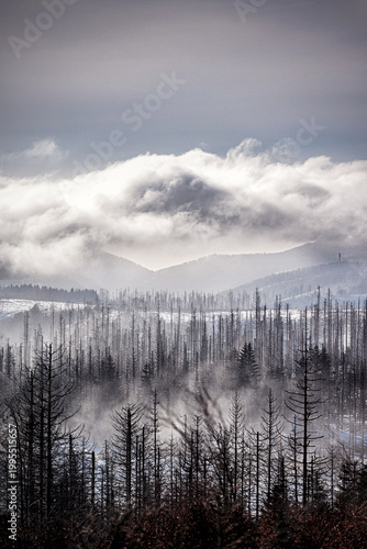 Dense field of dead tree trunks on snowy slope with rolling clouds in misty winter mountains