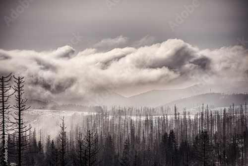 Wide winter landscape with dead tree forest on hills and thick rolling mist in mountain pass