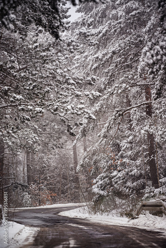 Panoramic winter landscape of Harz mountains with dead forests and misty valleys