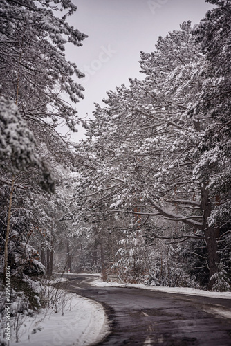 Empty asphalt road winding through snowy coniferous forest in atmospheric winter day
