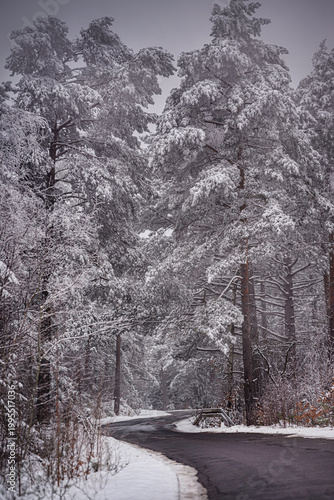 Tall majestic pine trees heavily covered with snow framing a winding mountain road