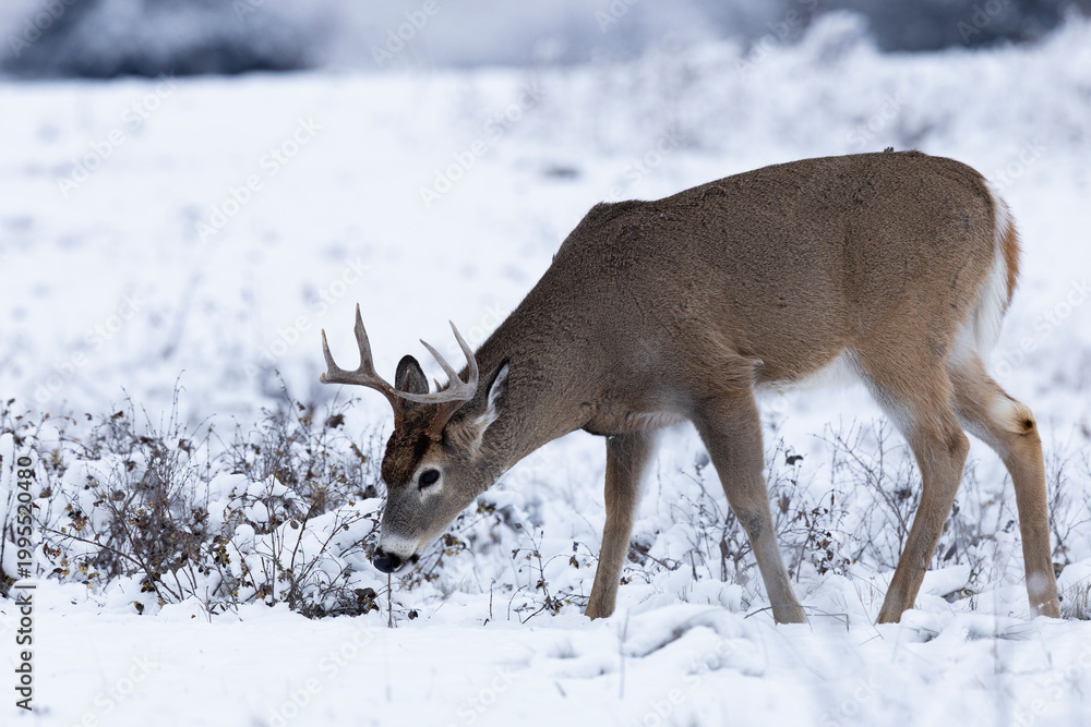 Obraz premium Whitetail Buck Walking and Feeding in Snow