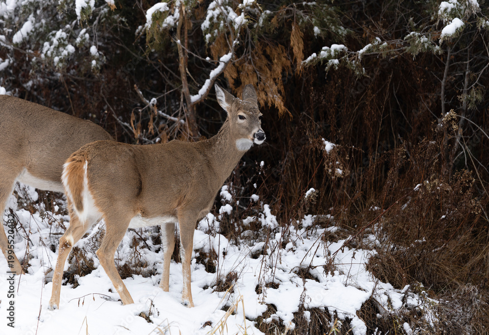 Naklejka premium Alert Whitetail Doe in Snow