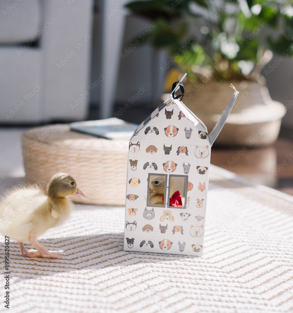 Fototapeta premium Curious duckling explores cozy indoor scene