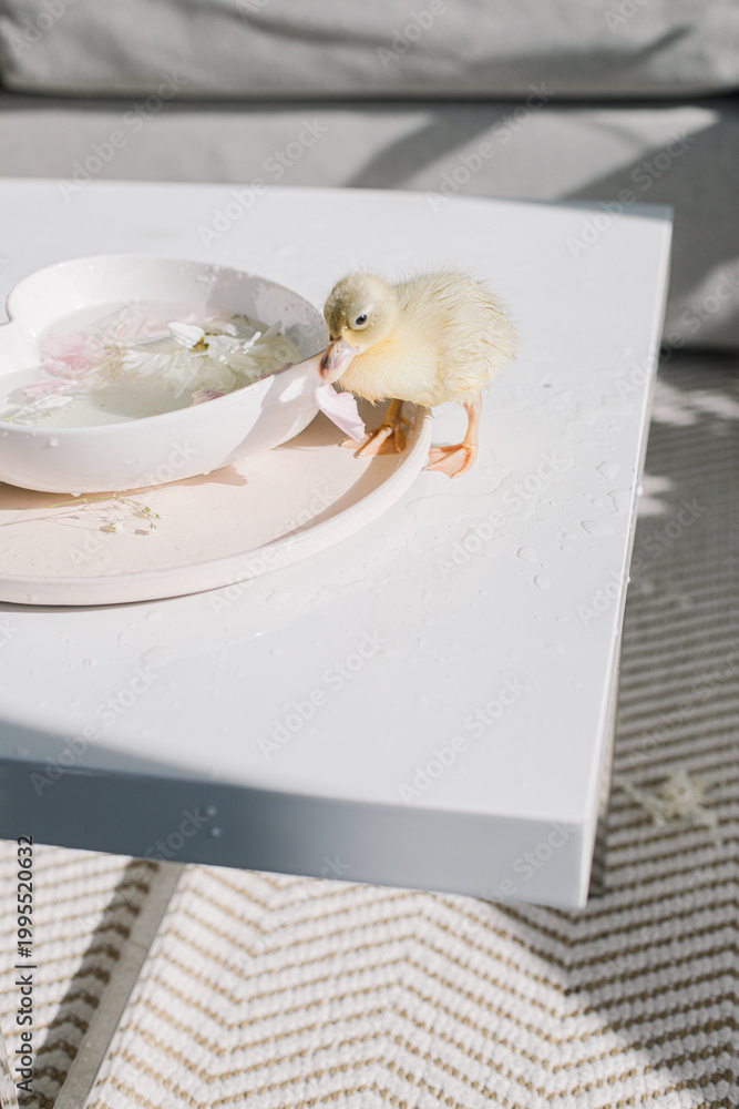Naklejka premium Wet Soft Duckling Beside Floral Water Bowl