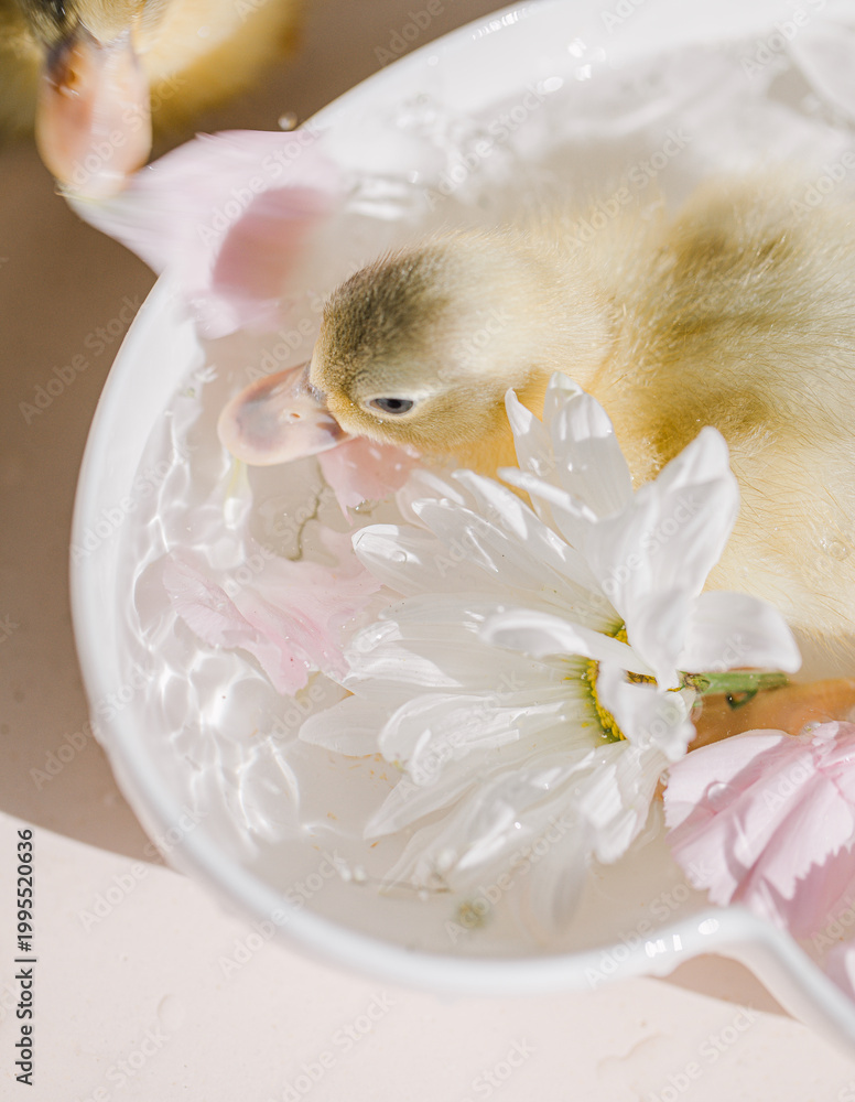 Fototapeta premium Two ducklings bathing in floral bowl