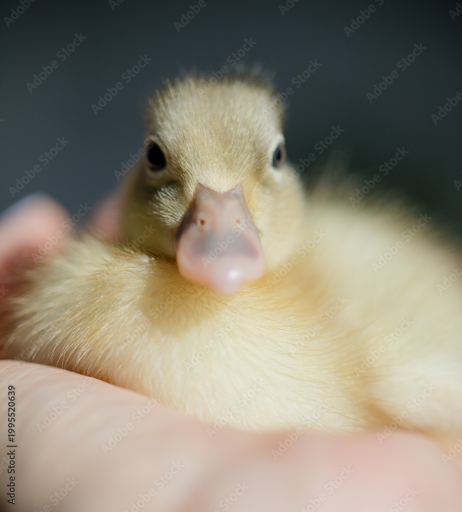 Fototapeta premium Close up of fluffy baby duck