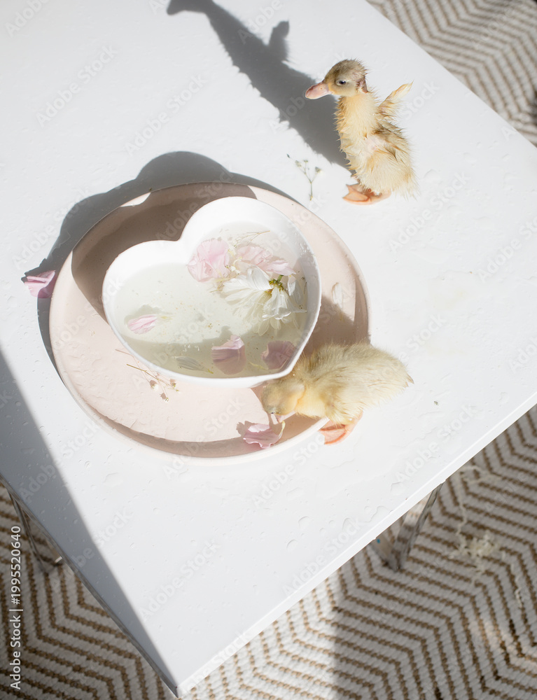 Fototapeta premium Duckling bathing among floating flower petals creating shadows