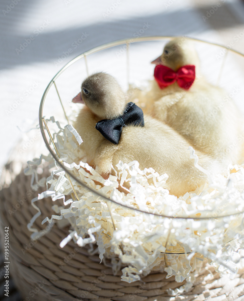 Naklejka premium Adorable ducklings wearing tiny bow ties