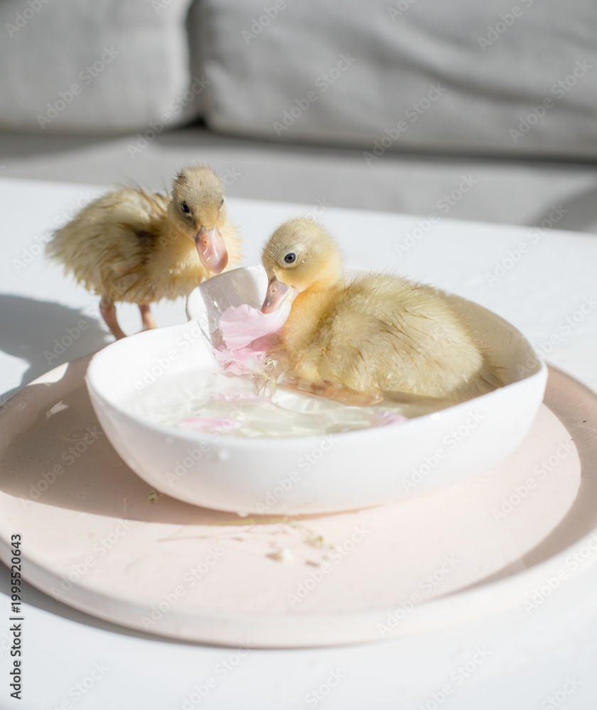 Fototapeta premium Duckling bathing among floating flower petals