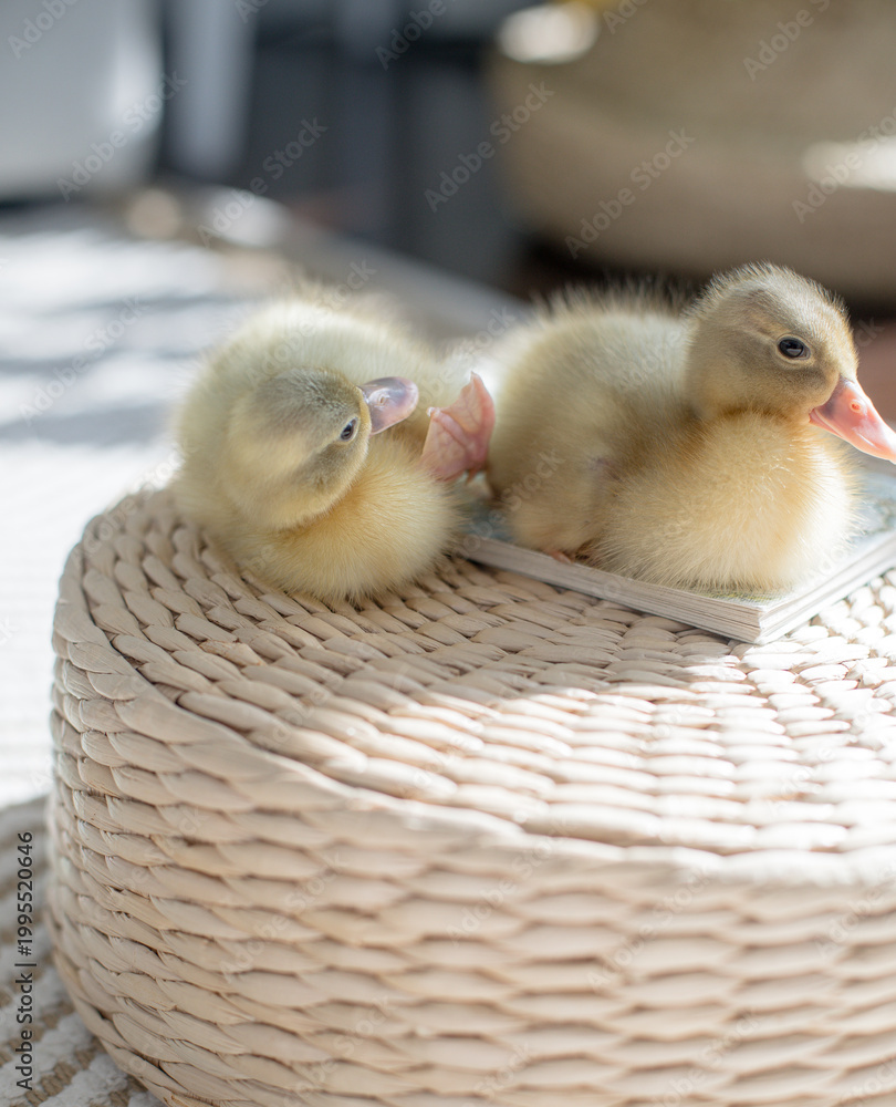 Fototapeta premium Playful ducklings perched on woven basket