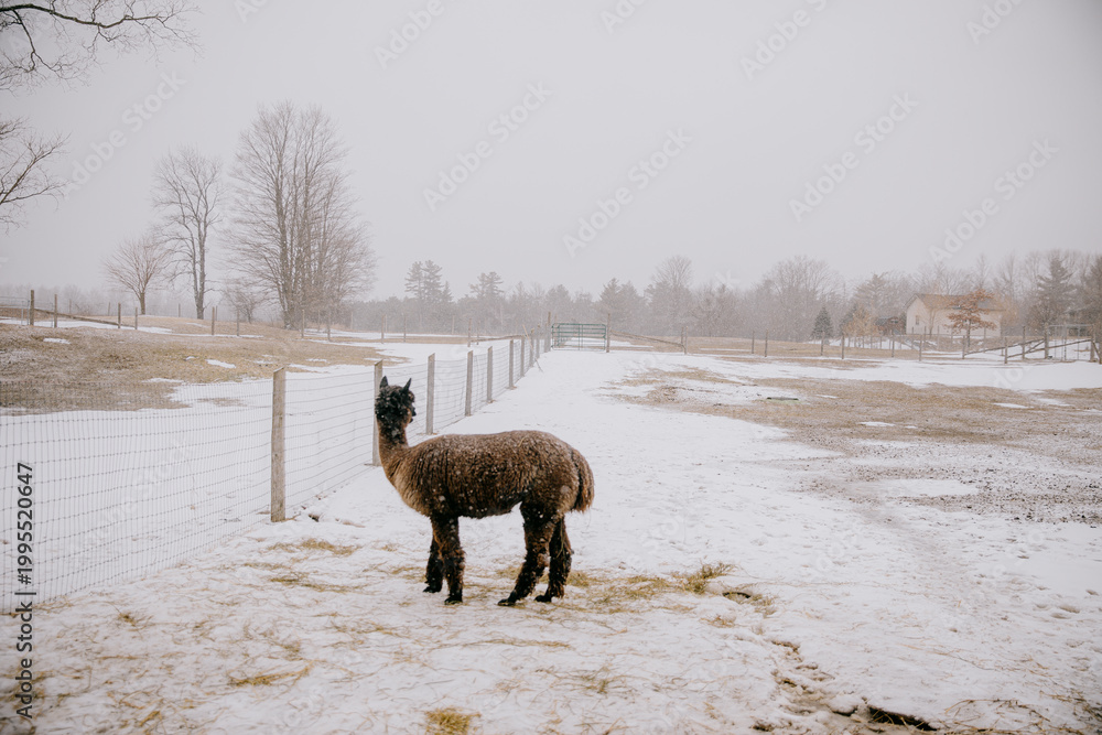 Fototapeta premium Alpaca standing in the middle on the snow